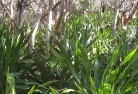Ringtail Creekresidential-landscaping-31.jpg; ?>